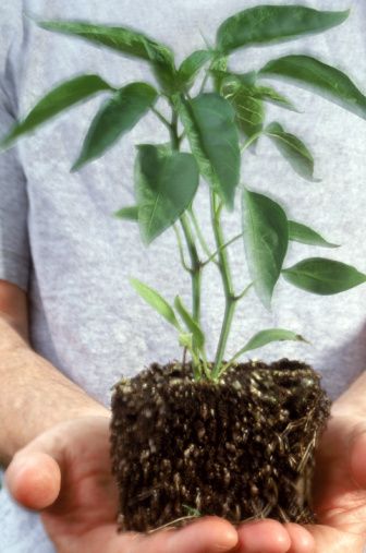 Cooperativas Agroindustriais e a Gestão de Sustentabilidade