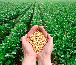 Ciclo Vicioso de Comercialização de Insumos Agrícolas no MT
