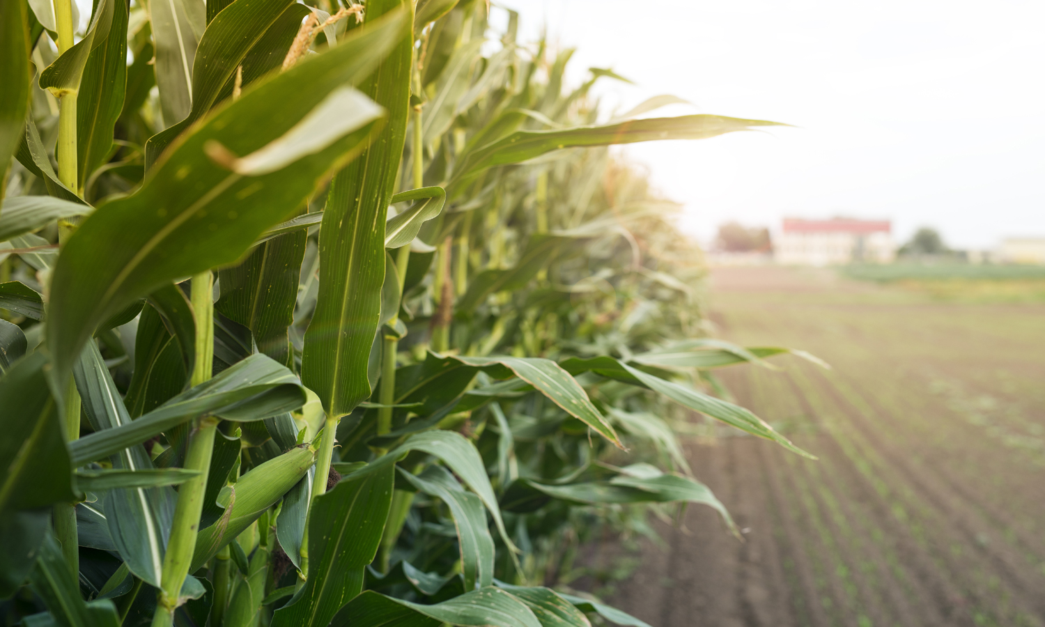 Como alavancar crescimento em 2021 após um excelente 2020 para o Agro.