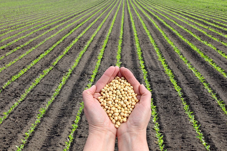 A Estrutura de Vendas por Territórios no Agronegócio